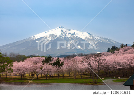 青森県北津軽郡鶴田町 木造三連太鼓橋の鶴の舞橋が架かる津軽富士見湖越しの富士見湖パークの桜と岩木山 青森県北津軽郡鶴田町 木造三連太鼓橋の鶴の舞橋が架かる津軽富士見湖越しの富士見湖パークの桜と岩木山 128691631