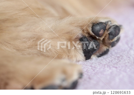 寝ているハイシニア犬ミニチュアダックスの後ろ足の肉球 128691633