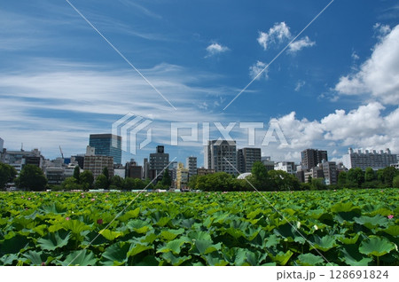 蓮池のある風景 128691824