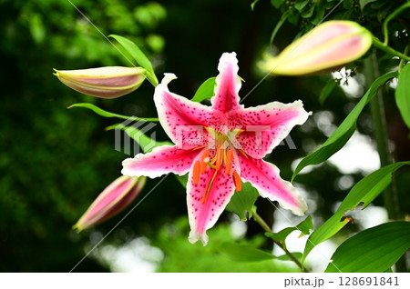 ゆりの季節 128691841