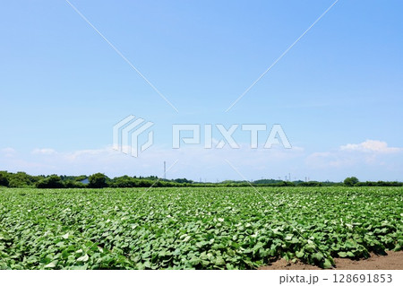 真夏の青空とサツマイモ畑 茨城県 真夏の青空とサツマイモ畑 茨城県 128691853