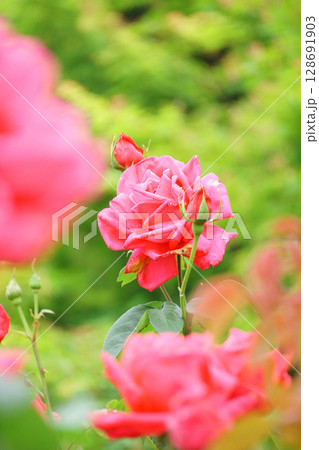 濃いピンクのバラ　マリアカラス 128691903