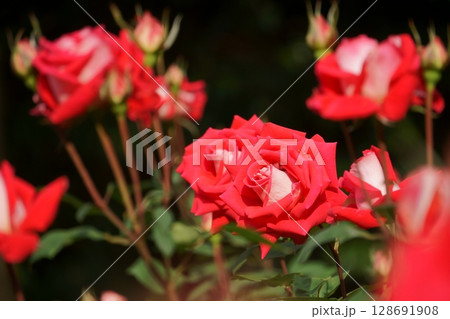 赤と白のバイカラーのバラ　ラブ 128691908