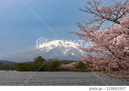 青森県北津軽郡鶴田町 木造三連太鼓橋の鶴の舞橋が架かる津軽富士見湖越しの岩木山と富士見湖パークの桜 青森県北津軽郡鶴田町 木造三連太鼓橋の鶴の舞橋が架かる津軽富士見湖越しの岩木山と富士見湖パークの桜 128691937