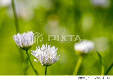 真夏のヒメジオン 128691948