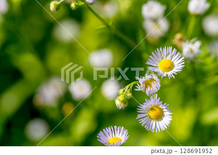 真夏のヒメジオン 128691952