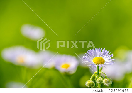 真夏のヒメジオン 128691958