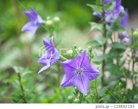 庭に咲いた桔梗の花 庭に咲いた桔梗の花 128692183