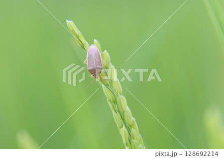 稲穂に集まってきたカメムシ 稲穂に集まってきたカメムシ 128692214