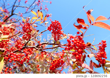 ナナカマドの赤い実と青空 128692256