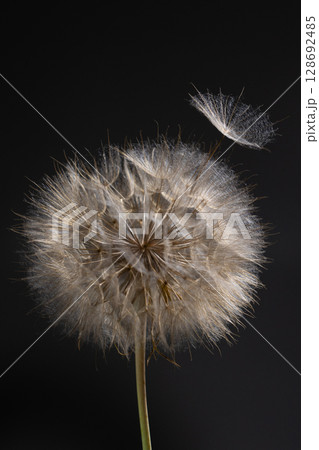 Tragopogon Blossom Releases Seeds Against a Dark Background Tragopogon Blossom Releases Seeds Against a Dark Background 128692485
