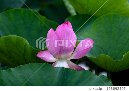 蓮の花のクローズアップ 蓮の花のクローズアップ 128692595