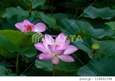 蓮の花のクローズアップ 蓮の花のクローズアップ 128692596