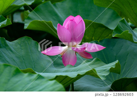 蓮の花のクローズアップ 128692603