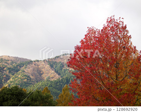 紅葉した山と紅葉 128692920