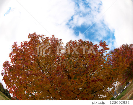 紅葉した木 128692922