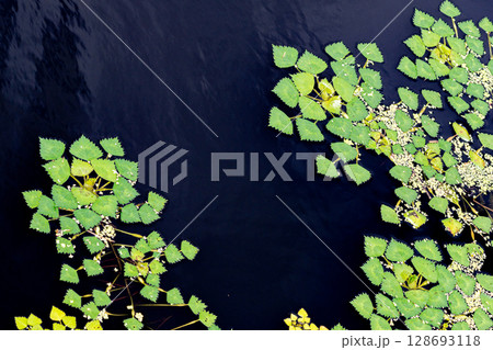 池の水面のヒシの葉の模様 128693118