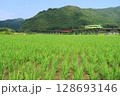 田園風景の中を走る錦川鉄道 128693146