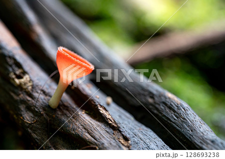 Red cup fungi or Champagne glass mushroom growing on decayed log 128693238