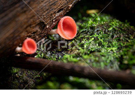Red cup fungi or Champagne glass mushroom and green moss growing on decayed log 128693239