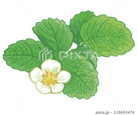 いちごの花のスケッチ素材。ベクターイラスト素材。 128693474