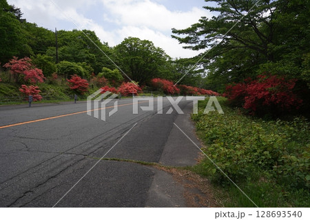群馬県榛名高原 ヤセオネ峠付近の満開のヤマツツジ 2025年5月28日 群馬県榛名高原 ヤセオネ峠付近の満開のヤマツツジ 2025年5月28日 128693540
