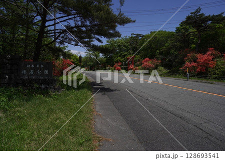 群馬県榛名高原　ヤセオネ峠付近の満開のヤマツツジ　2025年5月28日 128693541