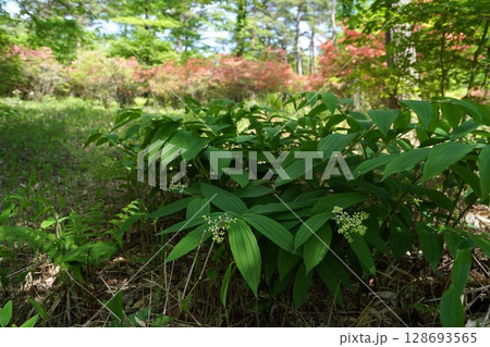 群馬県榛名高原のつつじの道のヤマツツジとハルナユキザサ　　2025年5月28日 128693565