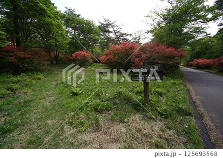群馬県榛名高原のつつじの道のヤマツツジ  2025年5月28日 群馬県榛名高原のつつじの道のヤマツツジ  2025年5月28日 128693568