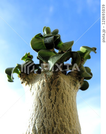 ドーセットホーン 128693839