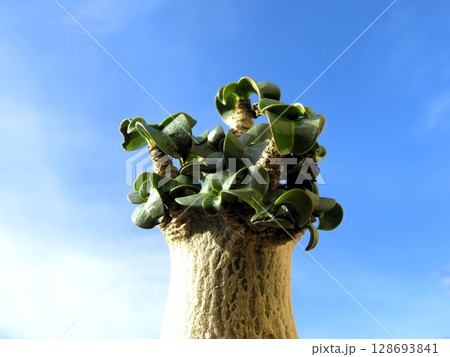 ドーセットホーン 128693841