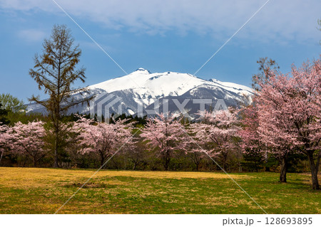 青森県弘前市百沢東岩木山 津軽高野山金剛院裏の満開の桜並木と残雪の岩木山 青森県弘前市百沢東岩木山 津軽高野山金剛院裏の満開の桜並木と残雪の岩木山 128693895