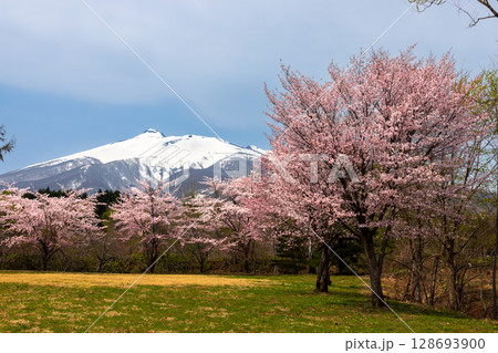 青森県弘前市百沢東岩木山 津軽高野山金剛院裏の満開の桜並木と残雪の岩木山 青森県弘前市百沢東岩木山 津軽高野山金剛院裏の満開の桜並木と残雪の岩木山 128693900
