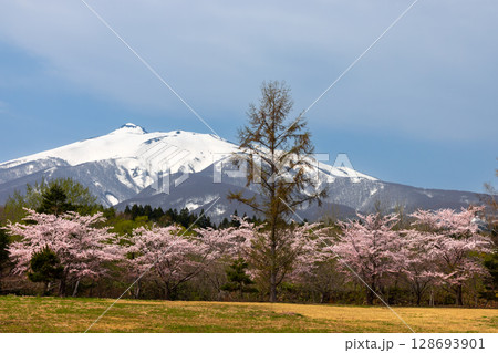 青森県弘前市百沢東岩木山　津軽高野山金剛院裏の満開の桜並木と残雪の岩木山 128693901