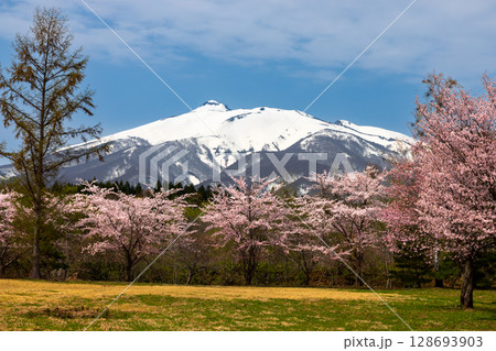 青森県弘前市百沢東岩木山　津軽高野山金剛院裏の満開の桜並木と残雪の岩木山 128693903
