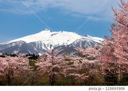 青森県弘前市百沢東岩木山　津軽高野山金剛院裏の満開の桜並木と残雪の岩木山 128693906