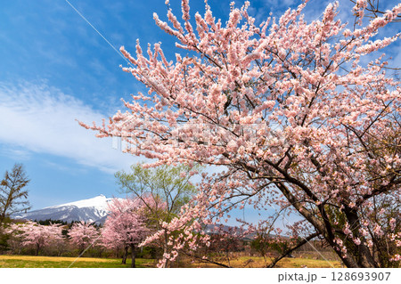 青森県弘前市百沢東岩木山　津軽高野山金剛院裏の満開の桜並木と残雪の岩木山 128693907