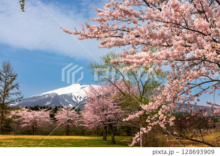 青森県弘前市百沢東岩木山　津軽高野山金剛院裏の満開の桜並木と残雪の岩木山 128693909