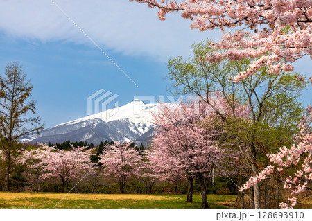 青森県弘前市百沢東岩木山　津軽高野山金剛院裏の満開の桜並木と残雪の岩木山 128693910