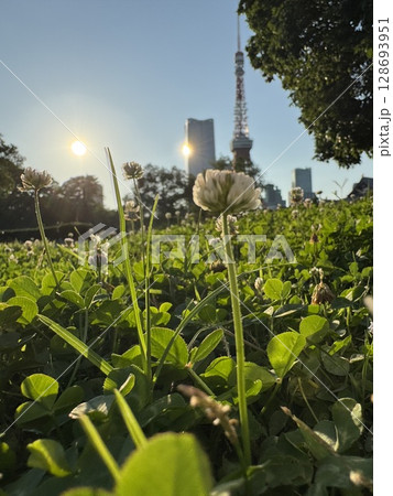 夕暮れの日差しと白詰草の花 夕暮れの日差しと白詰草の花 128693951