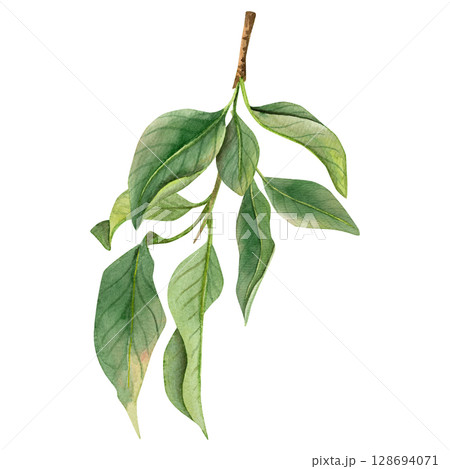 Watercolor branch with leaves, hand-drawn. Delicate, natural shades of green, light watercolor texture. Watercolor branch with leaves, hand-drawn. Delicate, natural shades of green, light watercolor texture. 128694071
