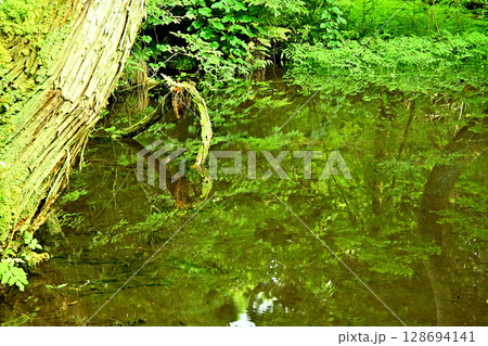 杉沢の沢スギ 池 リフレクション 富山県 杉沢の沢スギ 池 リフレクション 富山県 128694141