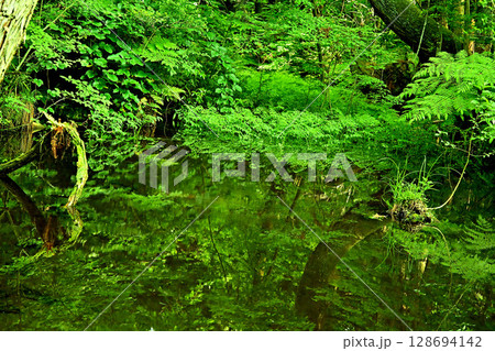 杉沢の沢スギ　池　リフレクション　富山県 128694142