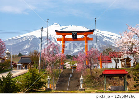 青森県弘前市百沢東岩木山　津軽高野山金剛院の鳥居と満開の桜と残雪の岩木山 128694266