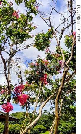 鮮やかなピンク色のサルスベリの花 128694551