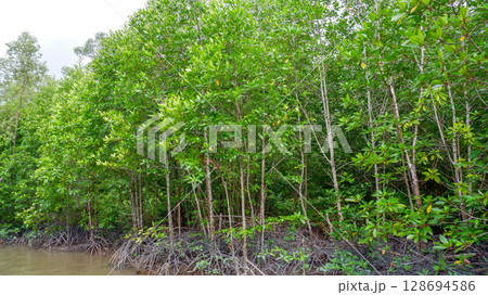 Mangrove Trees with Stilt Roots Growing Along the Muddy Riverbank 128694586
