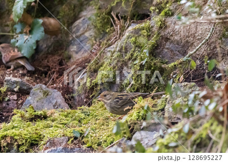 【野鳥】岩場で遊ぶクロジのメス 【野鳥】岩場で遊ぶクロジのメス 128695227