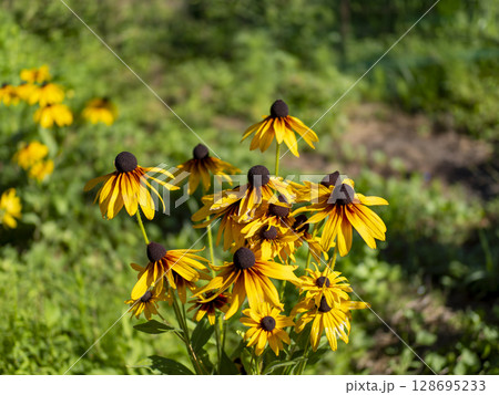 道端に咲いたルドベキア 128695233