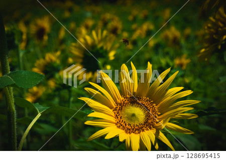 ひまわり 128695415