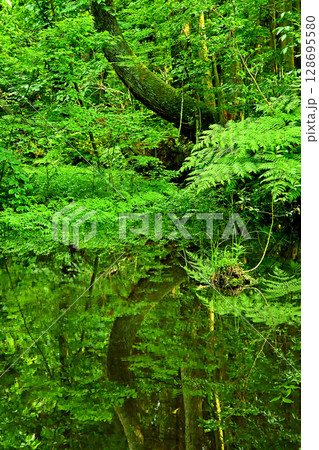 杉沢の沢スギ　池　リフレクション　富山県 128695580
